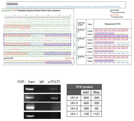 Role of STAT3 in the regulation of ALDH1A1 expression in lung cancer cells