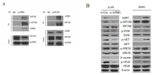 APBB1 activates IGF-1Rβ signaling pathway. (A) IGF1Rβ and p-IGF1Rβ of immunoprecipitated APBB1 from enforced overexpression of APBB1 in H460 cells were determined. (B) Western blot analysis of IGF1Rβ and PI3K/AKT/GSK3β pathway signaling in APBB1-suppressed A549 and -overexpressing H460 cells was analyzed