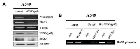 Regulation of HAS3 expression by NF-κB (P65) gene A) Expression of HAS3 gene after inhibition of NF-κB (P65) gene in A549 cell line B) NF-κB (P65) protein binds to HAS3 gene promoter and regulates HAS3 gene expression