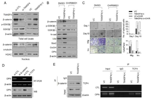 TM4SF4 is involved in transcriptional regulation of osteopontin through the GSK3β/β-catenin signaling pathway