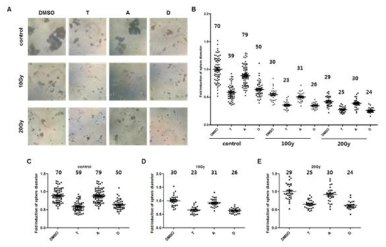 Sphere formation assay by TSPYL5 peptide and radiation in A549 cell