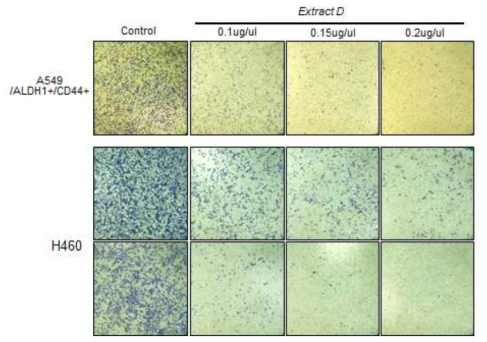 Inhibiotry effects of Duchesnea chrysantha extract on Migration and Invasion assay in A549 and H460 cells