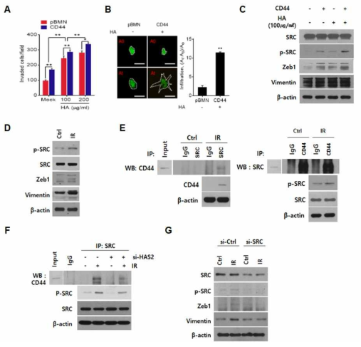 방사선 유도 HA와 수용체 CD44의 상호작용에 의한 SRC Kinase 활성화