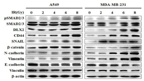 A549 세포 및 MDA-MB-231세포에서 감마선 조사 선량별 EMT 및 줄기화 마커 단백질 발현 변화