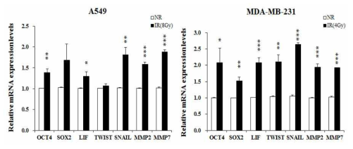 A549 세포 및 MDA-MB-231세포에서 감마선 조사에 의한 EMT 및 줄기화 마커 mRNA 발현 변화(NR; non-irradiated cells, IR; irradiated cells)