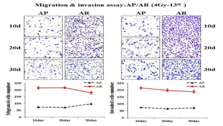 구축된 A549-4Gy-13th 종양세포모델의 이동성 및 침윤성 증가 효과(AP/AR; A549 parental/radioresistant cells, d; days)