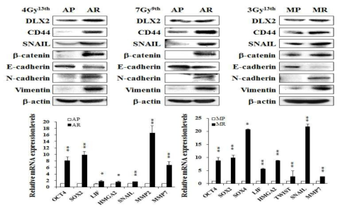 구축된 종양세포모델에서 EMT 및 줄기화 마커 단백질 발현 변화 (AP/AR; A549 parental/radioresistant cells, MP/MR; MDA-MB-231 parental/radioresistant cells)