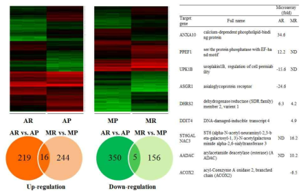 이동성/침윤성 종양세포모델 A549-4Gy-13th, MDA-MB-231-3Gy-13th에서 분별발현 유전자 microarray 분석 및 선별 (AP/AR; A549 parental/radioresistant cells, MP/MR; MDA-MB-231 parental/radioresistant cells)