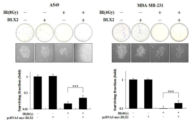 A549세포 및 MDAMB-231세포에서 DLX2 과발현에 의한 방사선저항성 증가 효과