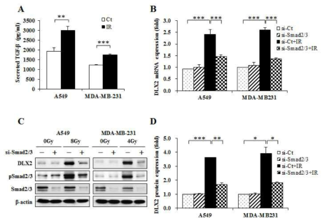 감마선 조사에 의한 종양세포의 TGF-β 분비 증가 및 si-SMAD2/3 억제에 의한 DLX2 발현 억제 효과