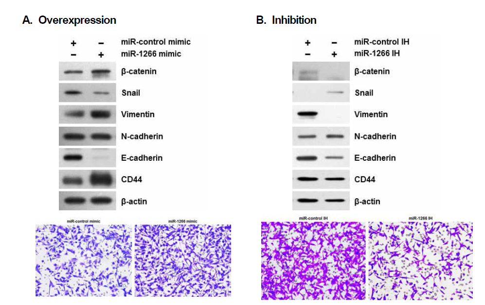 miR-1266 발현 조절에 따른 EMT 및 줄기화 관련 단백질 발현 및 세포 이동성 변화. (A) mimic의 효과, (B) inhibitor의 효과