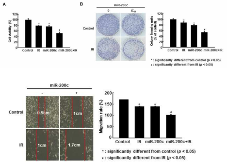방사선과 miR-200c의 병용 처리 시 방사선 내성 MDA-MB 231 세포의 생존율 감소 및 이동성 감소 효과