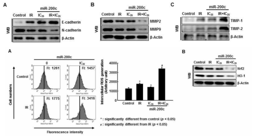 방사선과 miR-200c의 병용 처리 시 방사선 내성 MDA-MB 231 세포의 EMT 관련된 단백질 발현 억제 및 활성산소종 생성 효과