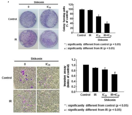 방사선과 shikonin의 병용처리시 방사선 내성 MDA-MB 231 세포의 방사선 민감성 증진 (위) 및 세포 침윤 (Invasion) 억제
