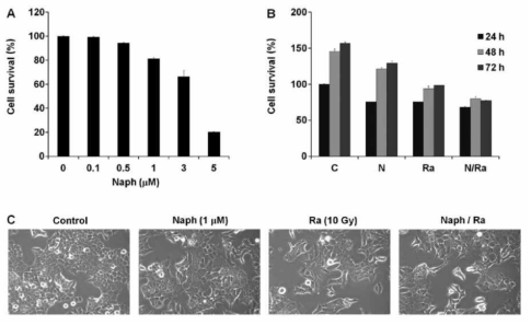 Naph와 방사선 처리 후 세포의 생존률 (A, B)과 세포형태변화 (C) 관찰