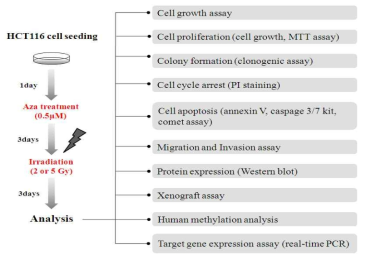 후성유전학 억제제와 방사선 조사를 통한 세포에서의 변화 분석을 위한 실험 방법