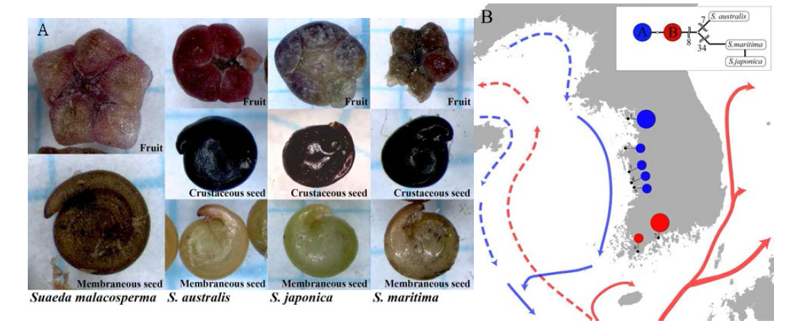 A. Fruits and seeds of Suaeda malacosperma and related species. B. Distribution of haplotypes in Korea of Suaeda malacosperma and ocean steam in winter