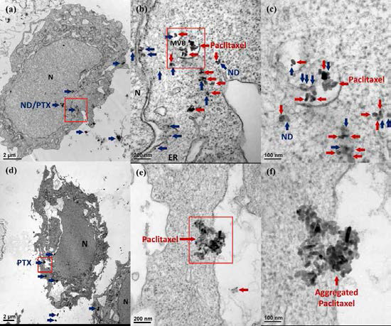 Cellular uptake of ND-OH/PTX complexes and nanocrystalline PTX. TEM images of ND-OH/PTX complex in Hela cells with 6,000 (a), 100,000 (b), and 200,000 (c). TEM images of PTX nanoparticle in Hela cell with 6,000 (d), 100,000 (e), and 200,000 (f). Nanocrystalline PTX indicated with red arrows. ND-OH around PTX nanoparticles indicated with dark blue arrows. Red boxed areas are magnified in next figure. N: nucleus, ER: endoplasmic reticulum, and MVB: multivesicular body