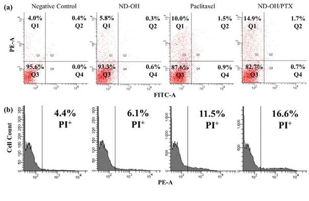 Flow cytometric analysis of apoptosis from Hela cell. Fluorescence intensity of propidium iodide (PE-A) plotted over Annexin V-FITC (FITC-A) (a). Histogram showing number of cells with fluorescence intensity of PE-A (b). PI+indicates positively propidiumiodide stained cell