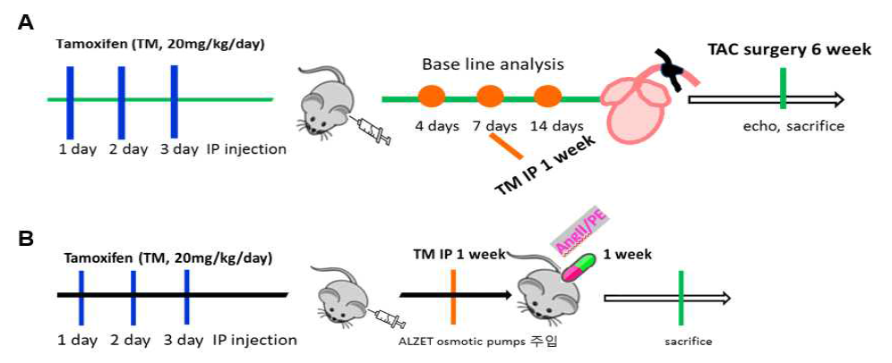 RUNX3 ; Ptn-MCM 생쥐 실험 진행 단계, (A) TAC, (B) Angll/PE 복합 투여