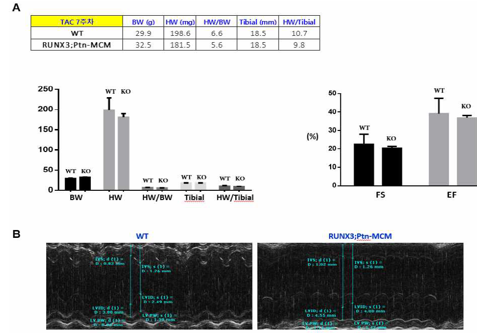 RUNX3 ; Ptn-MCM 대동맥 띠갑기(TAC) 7주차 심장 무게분석 및 심초음파 결과