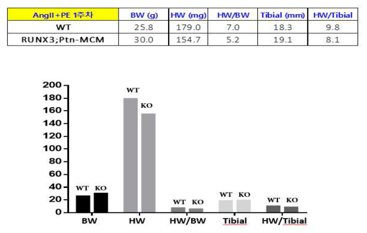 RUNX3; Ptn MCM Angll/PE 복합 투여 결과