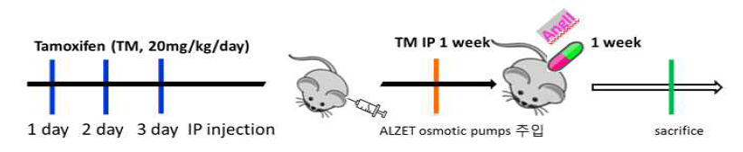 RUNX3; Ptn MCM 생쥐 진행 단계 (Angll 단독 투여)