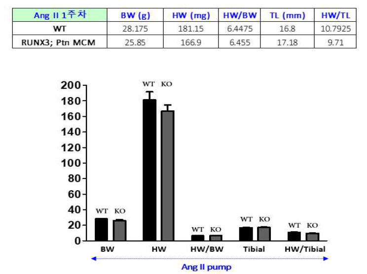 RUNX3; Ptn MCM Angll 단독 투여 결과