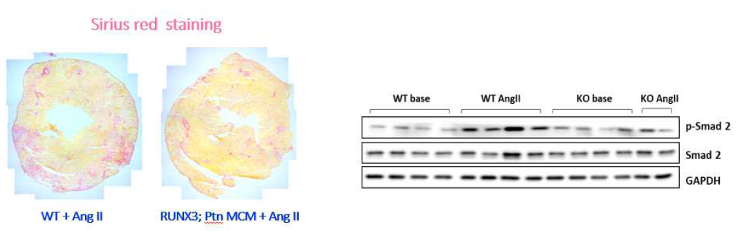 RUNX3; Ptn MCM 생쥐의 Angll 단독 투여에 따른 심근 섬유화 및 p-smad2 신호전달 결과
