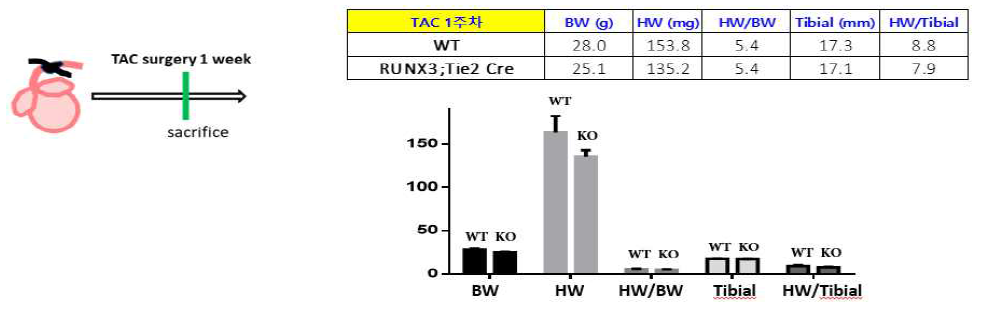 RUNX3;Tie2 Cre 생쥐의 대동맥 띠갑기 (TAC) 수술 1주 후 심장 무게 분석