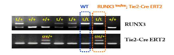 RUNX3;Tie2- Cre ERT2 생쥐 genotyping (PCR) 결과