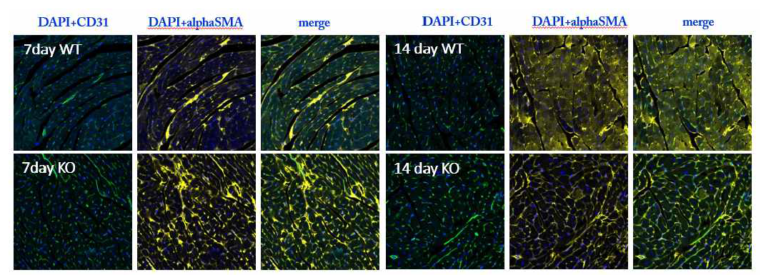 RUNX3;Tie2- Cre ERT2 생쥐에서 CD31, α-SMA 발현 확인