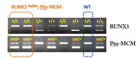 RUNX3 ; Ptn-MCM 생쥐 genotyping (PCR) 결과