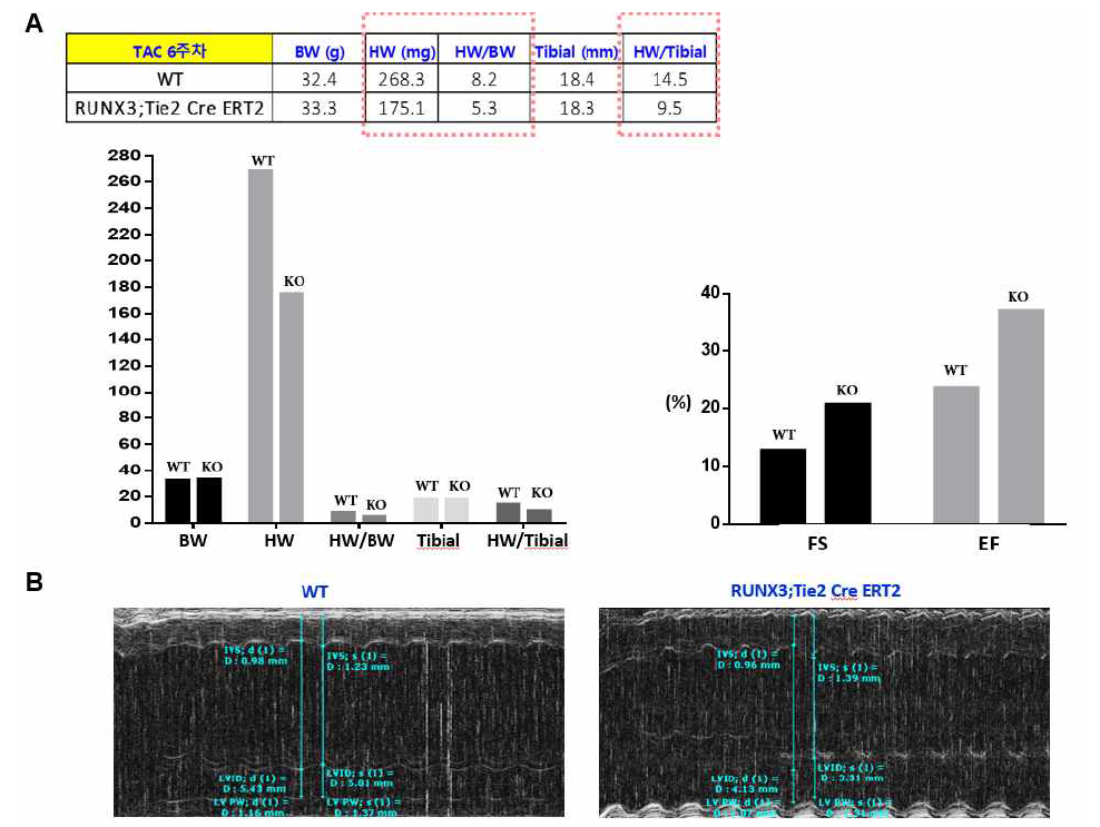 RUNX3;Tie2- Cre ERT2 대동맥 띠갑기(TAC) 6주차 심장 무게분석 및 심초음파 결과