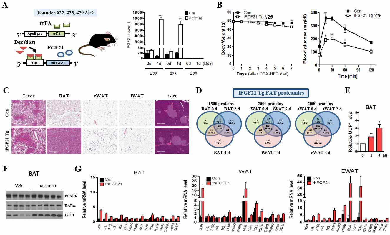 기능적 inducible mFGF21 Tg mouse 구축과 lipid catabolism/browning 강환 관련 유전자 발현 조사