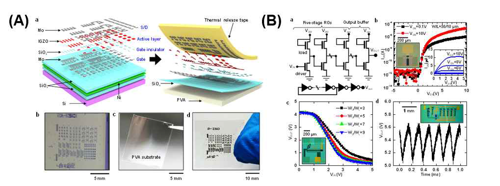 (A) (a)는 과도 a-IGZO TFT와 희생 Ni 막이있는 Si 웨이퍼 (왼쪽)에 처음 형성된 회로를 물 분해처리로 열 방출 테이프 (오른쪽)로 옮긴 그림 (b) Si 기판 상에 완전히 형성된 a-IGZO TFT 및 회로, (c) 최종 디바이스 기판으로서의 PVA 막 및 (d) PVA 상으로 전사 된 디바이스에 대한 광학 현미경 이미지. (B) (a) 향상 부하 및 향상 드라이버 (ELED)가있는 인버터 및 2 단 출력 버퍼가있는 5 단 링 오실레이터의회로도. a-IGZO TFT 및 회로의 전기적 특성 : (b) W / L (= 30 / 10 μm)을 갖는 a-IGZO TFT의 전송 특성. 출력 특성은 0V ~ 5V의 VDS에 대해 0V ~ 10V의 게이트 바이어스 값에 해당하며 2V 스텝이 해당. 이 삽화는 대표적인 a-IGZO TFT를 보여줌. (c) 고정 된 채널 길이 10 ㎛에서 드라이버의 크기와 (WD) 로드 (WL) 트랜지스터의 폭이 3에서 9 사이의 비율을 갖는 ELED a-IGZO 인버터의 전압 전달 특성 및 (d) 19 단의 공급 전압에서 5.67 KHz의 주파수 (fosc)를 나타내는 2 단 출력 버퍼가있는 5 단 링오실레이터