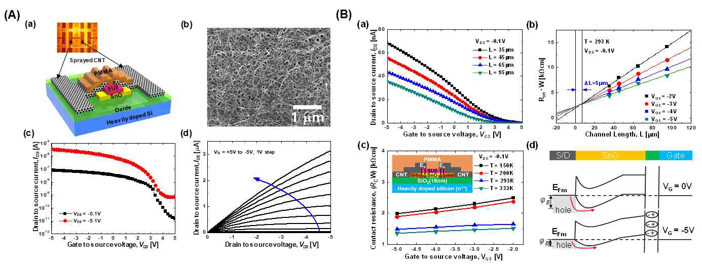 (a) CNT 전극기반의 p-typ SnO TFT 구현 모식도 (b) CNT기반의 S/D 전극에 대한 SEM 이미지, CNT 전극기반으로 구현된 SnO TFT의 (c)전달 특성 및 (d) 출력특성. (B) (a) CNT 전극기반으로 구현된 채널 길이가 다른 SnO TFT의 전달특성, (b) 채널 폭으로 정규화한 저항에 대한 그래프, (c)contact 저항에 대한 온도 의존성, (d)게이트 전압에 따른 증가 및 공핍 상태의 contact영역의 밴드 모델
