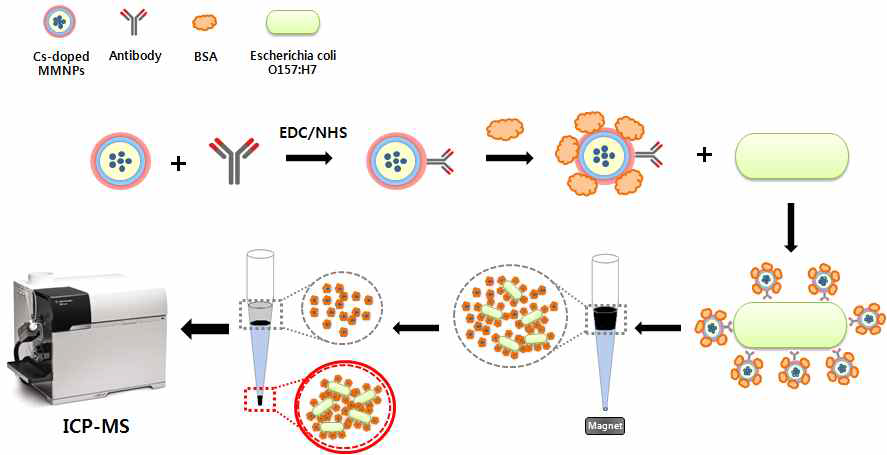 Schematics of the formation of immunocomplex and subsequent magnetophoretic separation for E. coli