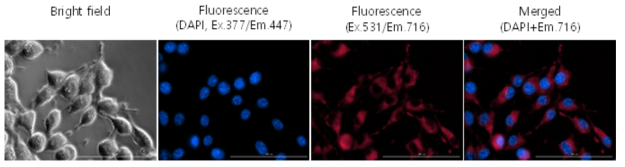 Compound 6의 cell-imaging 사진 (mouse pancreatic cancer cell); 2h incubation (20 uM)