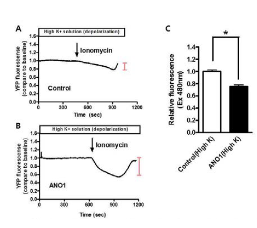 TMEM16A/ANO1의 발현에 따른 세포내 클로라이드 농도의변화
