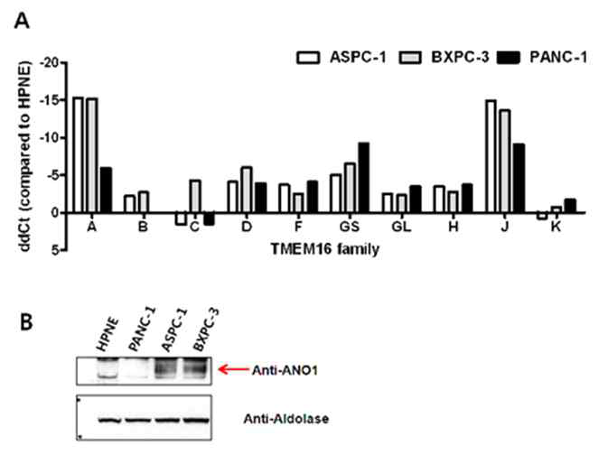 췌장암 세포주(ASPC1, BXPC3, PANC1)에서 정상 췌장 세포(HPNE) 대비 ANO1의 발현을 비교