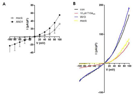 전기 생리학적 기법을 이용한 췌장암 세포주(PANC-1)에서 TMEM16A/ANO1의 특성