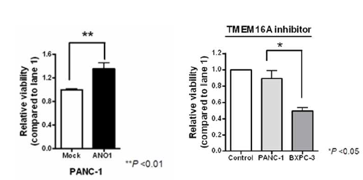 췌장암 세포주(PANC-1)에서 TMEM16A/ANO1채널의 발현 및 억제제를 이용한 암세포 성장과의 관계