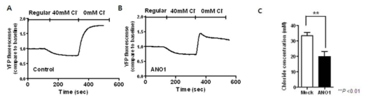 TMEM16A/ANO1 발현에 따른 세포 내 클로라이드 이온의 농도변화