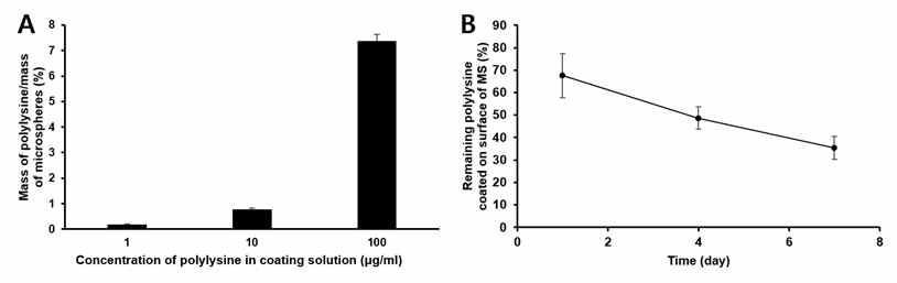 (A) 코팅액 중 폴리리신 농도가 다공성 PLGA 미세입자 표면의 폴리리신 밀도에 미치는 영향과 (B) 입자 표면에 코팅된 폴리리신의 안정성을 1주 간 평가한 결과