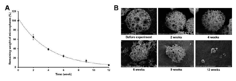 12주 동안 인공 전방수 내에서 평가된 다공성 PLGA 미세구의 (A) 분해 속도 및 (B) 분해된 모습