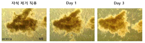 체외 모델에서 다공성 PLGA microparticular system에 의해 표적 장소에 전달된 각막내피세포의 모습을 시간이 지남에 따라 현미경으로 관찰한 모습