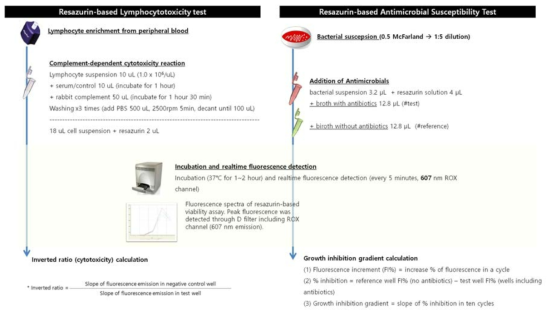 개발된 resazurin-based fluorescence detection assay의 workflow