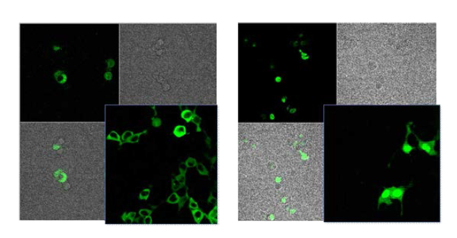 NFATc1 expression before and after ionomycin treatment