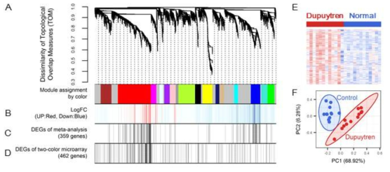 DD의 유전자 발현과 관련된 모듈 도출. (A) WGCNA를 이용한 co-expression network 클러스터링 분석. 도출된 모듈의 다양한 color로 나타냄. (B) 모듈의 유전자 발현 패턴을 보여주는 히트맵. 빨강 및 파랑색 선은 각각 up-regulation 및 down-regulation 나타냅니다. (C) one-color microarray 데이터 를 이용한 meta-analysis 결과. 검은 색은 DEG (FDR <0.01)를 나타냄. (D) two-color microarray 데이터를 이용한 DEGs 분석 결과. 검정색 선은 DEG (FDR <0.01)를 나타냄. (E) red 모듈에 대한 유전자의 발현 패턴을 보여주는 히트맵. (F) DD와 정상인과의 적혈구 유전자의 발현 수준의 명확한 분리를 보여주는 주성분 분석의 산점도